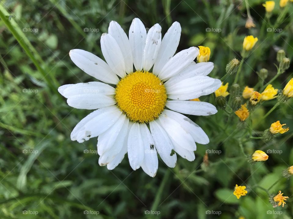 Daisy