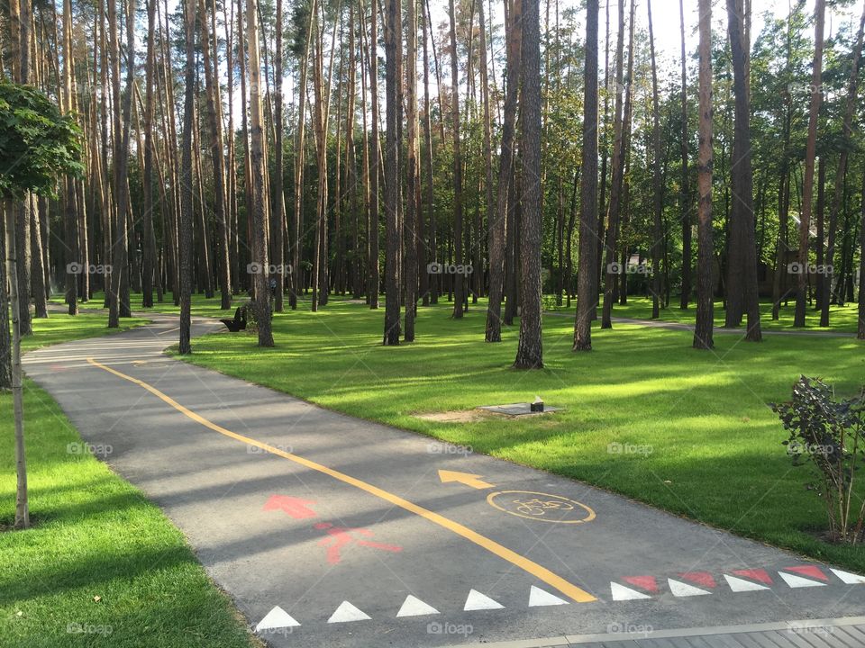 Bicycles and pedestrian walkways in the park