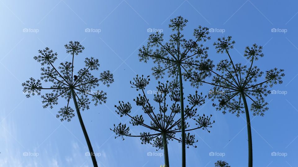Cow parsley....old means baccie