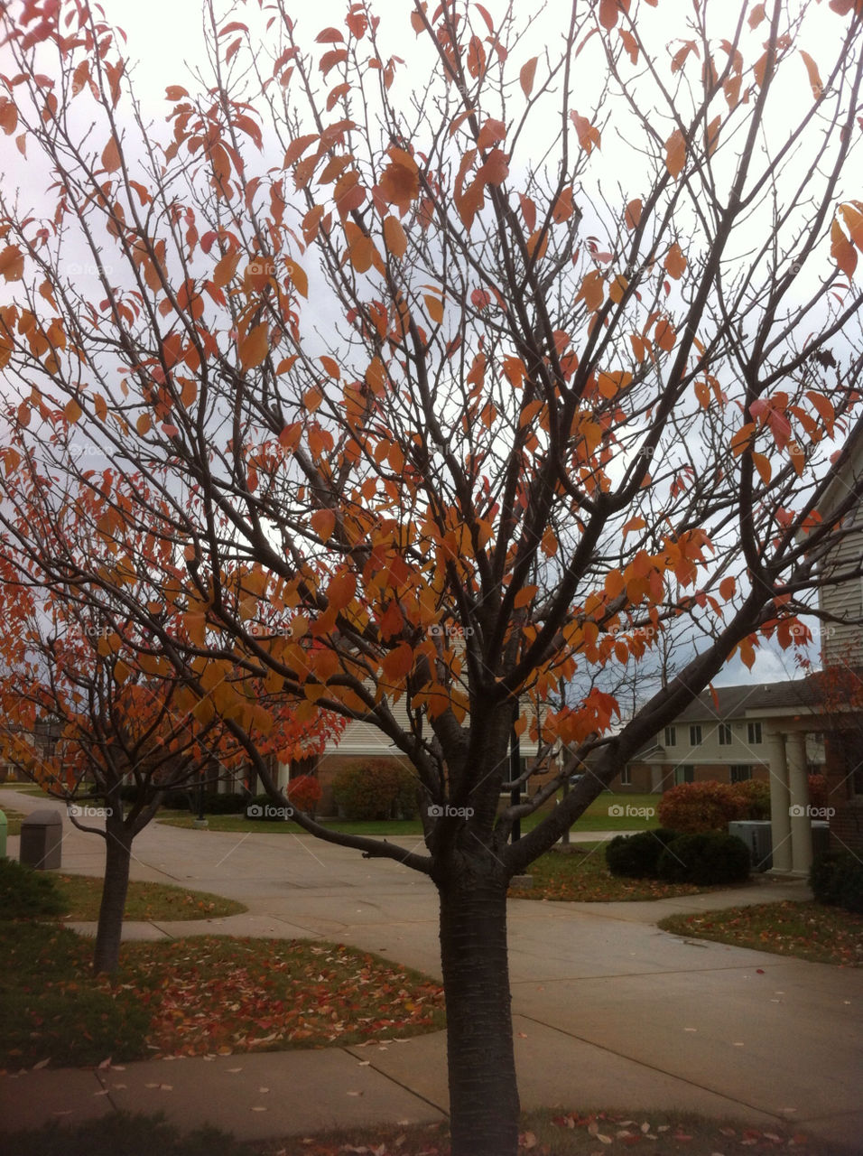 saginaw valley state university tree orange leaves by tonyalynn