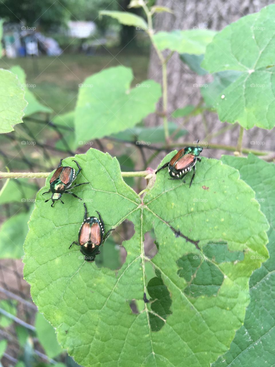 Looks like lunch time for these little beetles they’re just chowing away on these leaves.