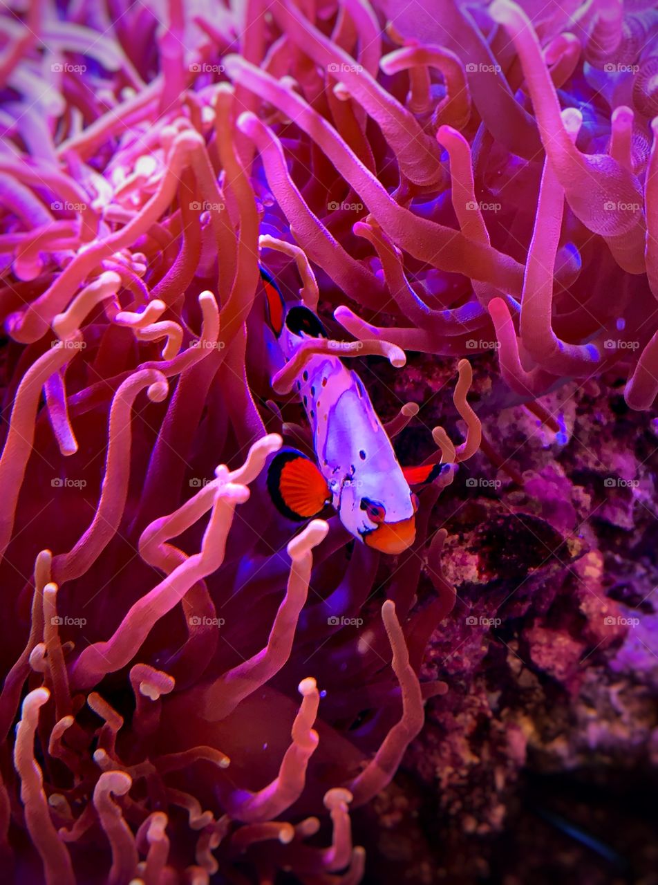 Clownfish coming out of an anemone—taken in Merrillville, Indiana 