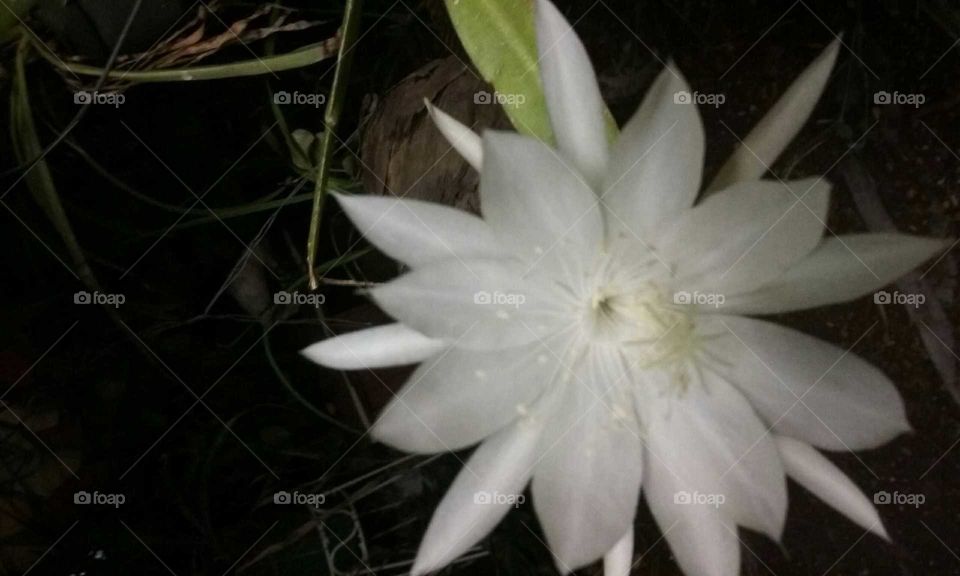 natural beautiful white flower