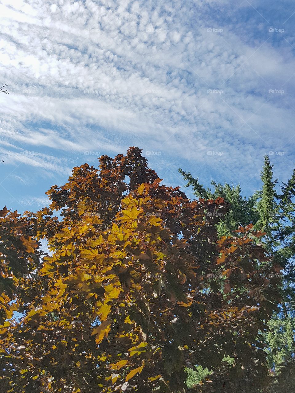 Autumn skyline