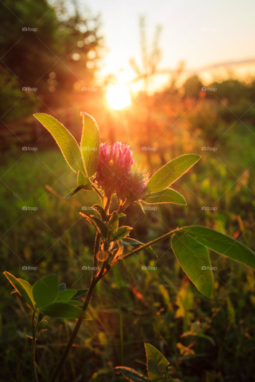 Summer flower