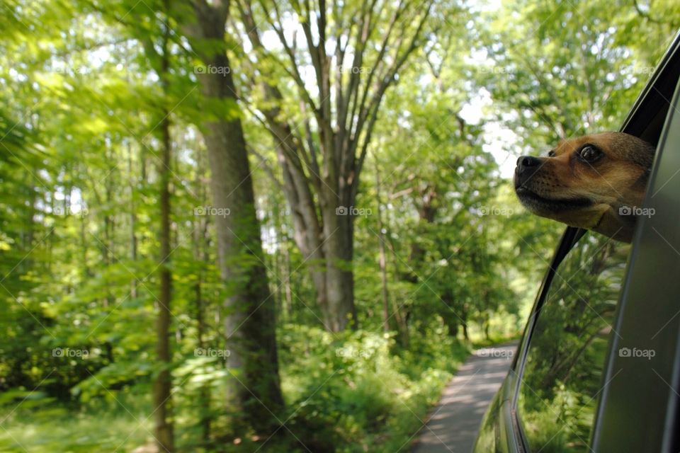 The open road with dog