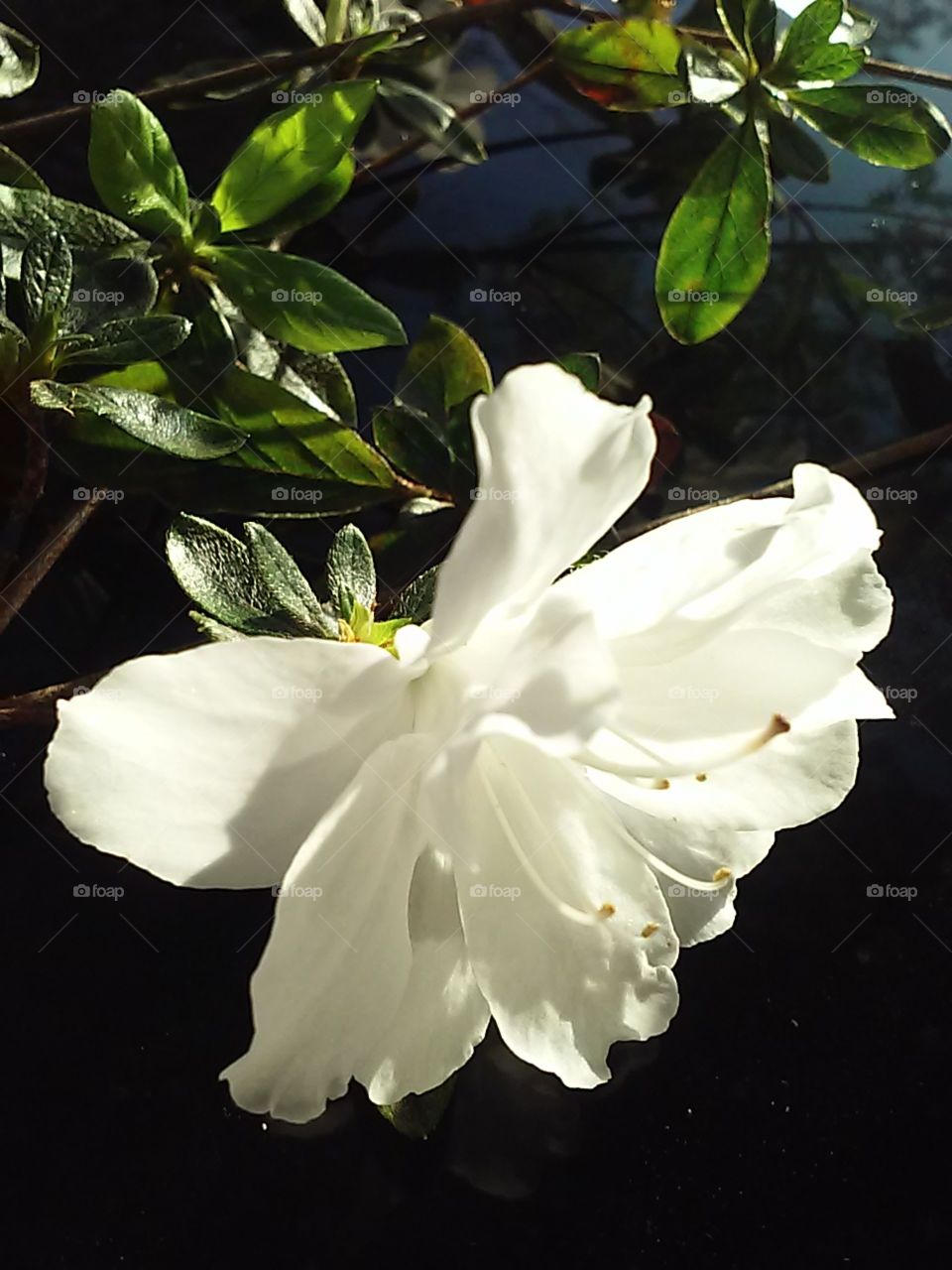 Flower, Leaf, Flora, Nature, No Person