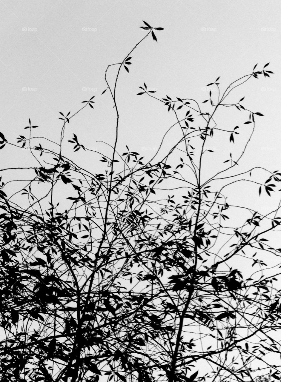Silhouetted branches. Tree against gray sky