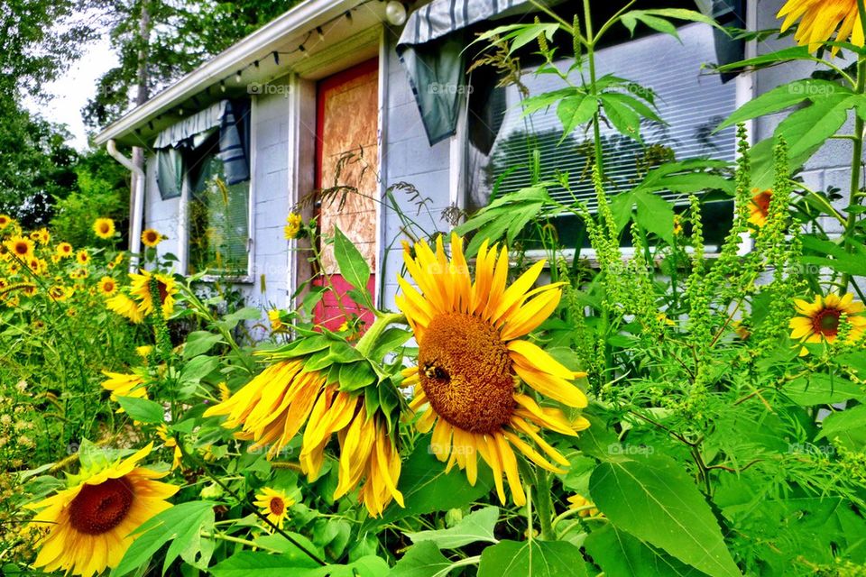 Sunflower in front of house.