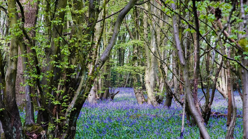 Bluebell woods