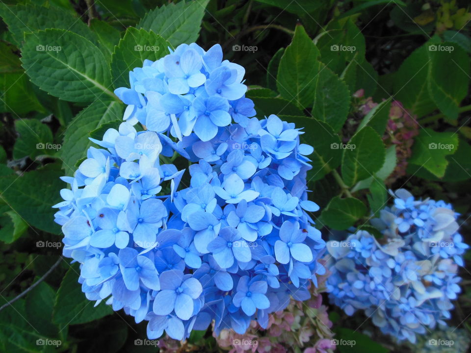 hydrangea blue