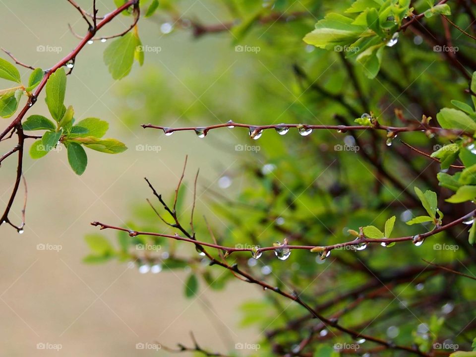 forest in the rain