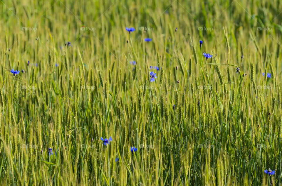 Cornflowers in a field of green wheat