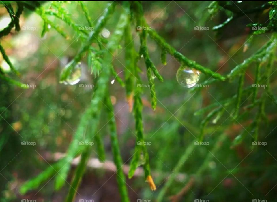 Raindrop on green foliage