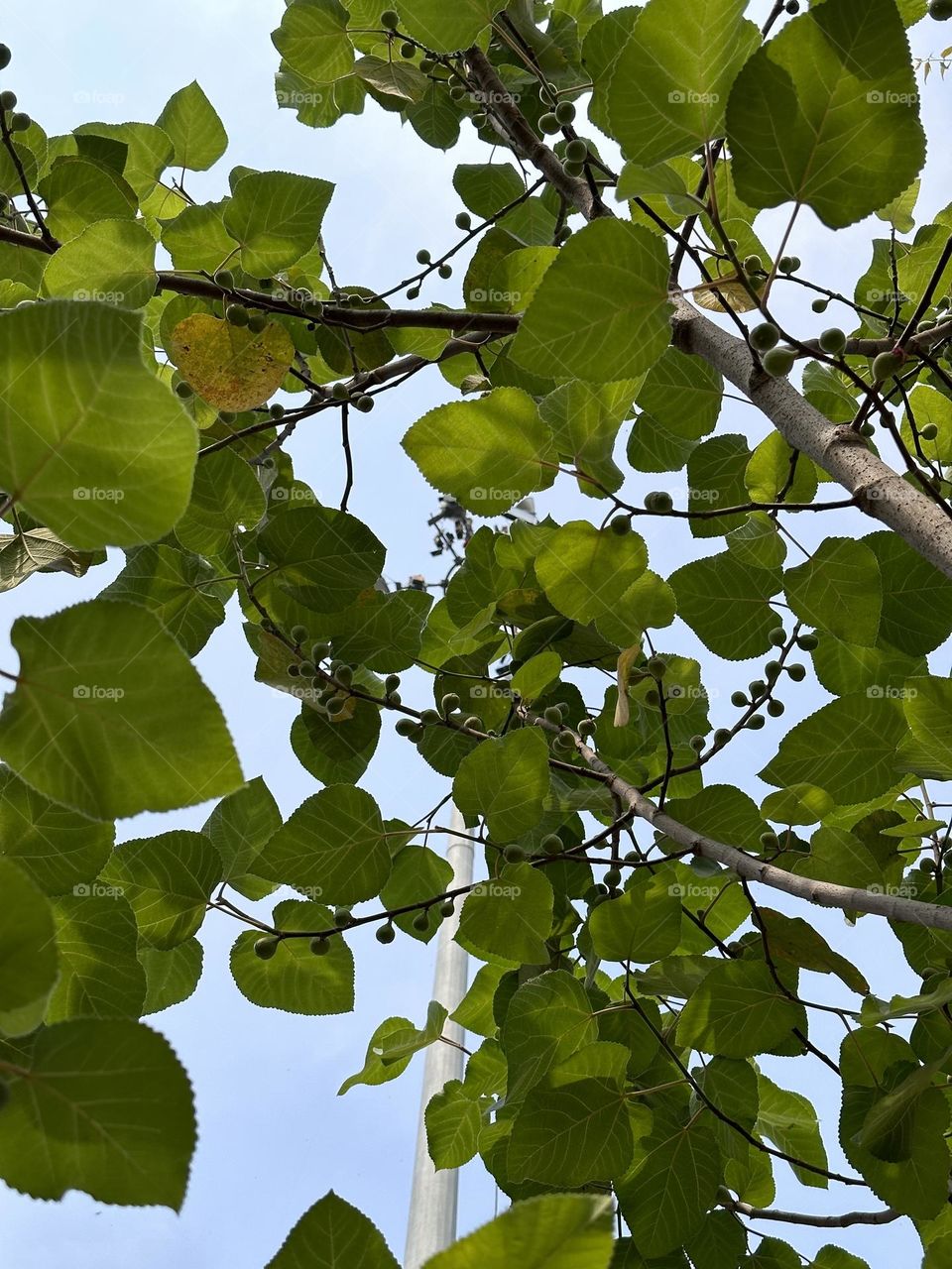 Green leaves with green fruits