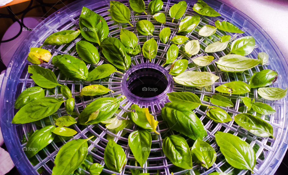 Leaf, Flora, Nature, Closeup, Garden