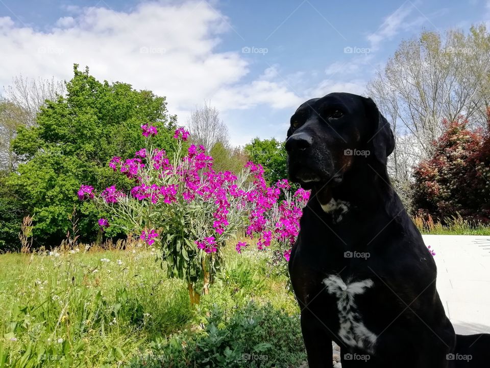 Dog waiting for his walk on a beautiful spring morning