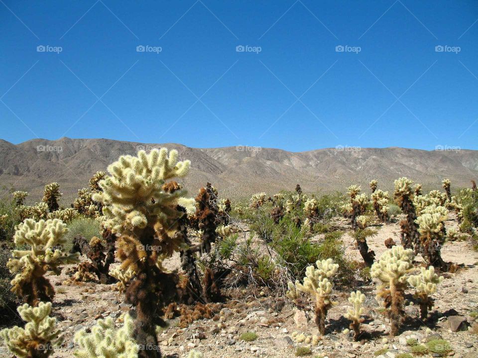 Cylindropuntia bigelovii Teddy Bear Cactus