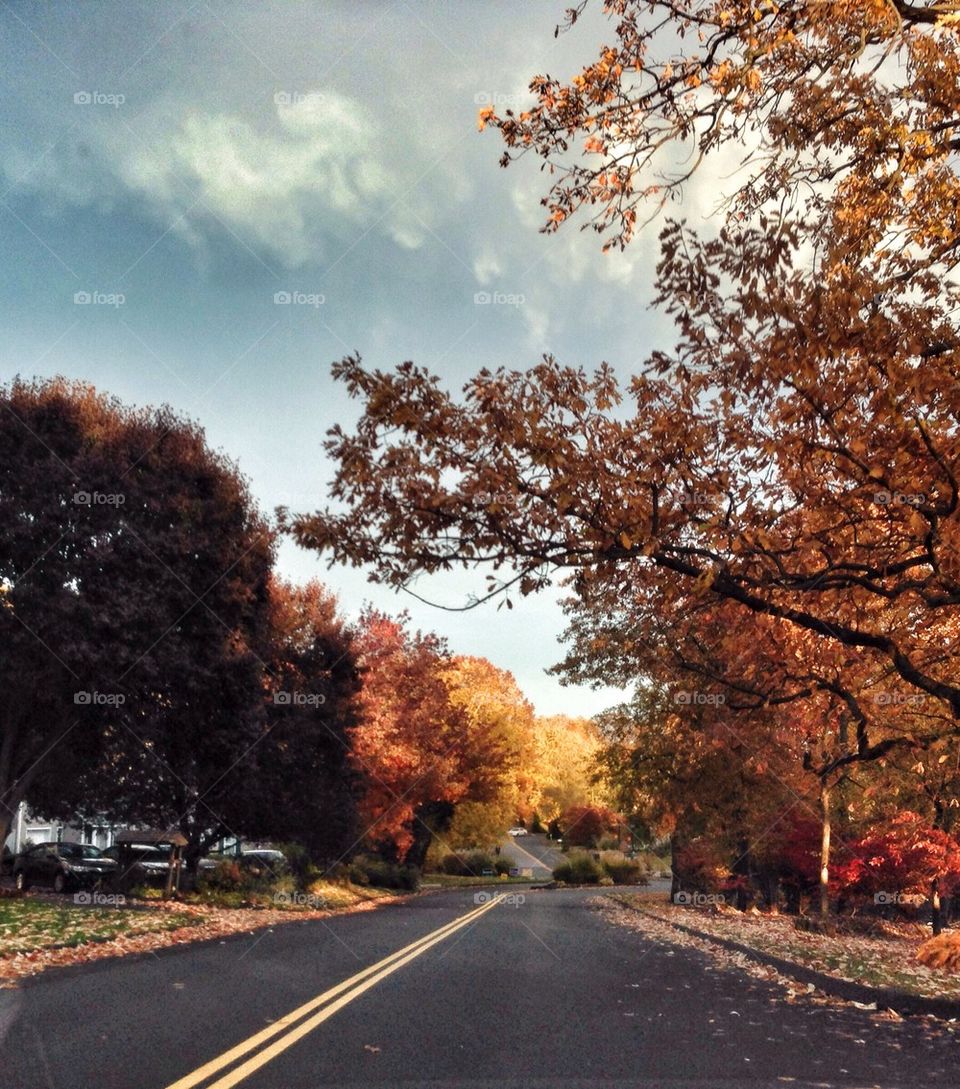 Open Road (Fall in Connecticut)