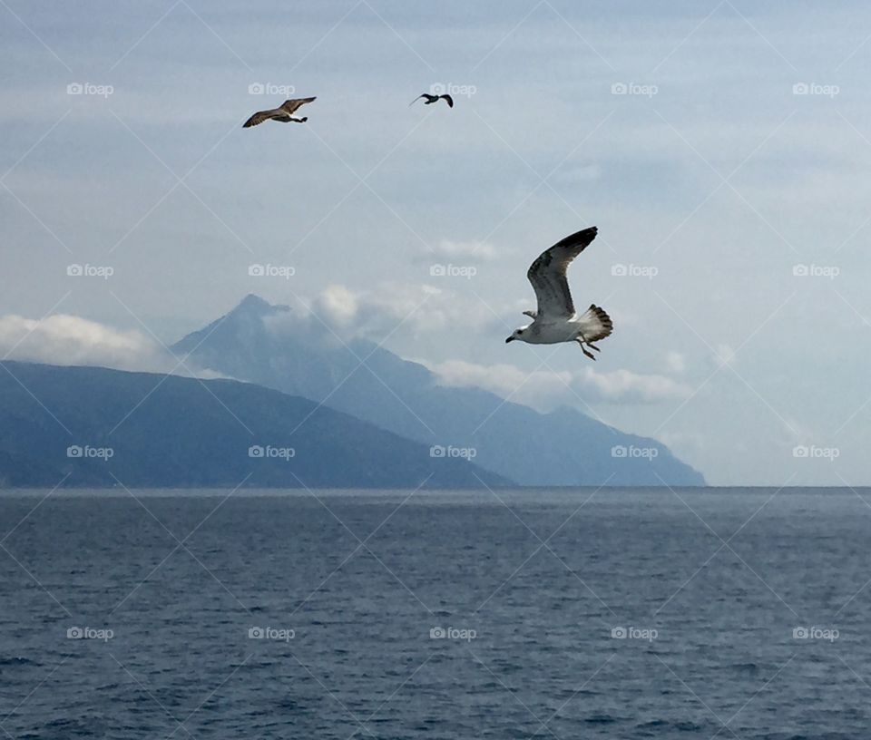 Seagulls in Chalkidiki, Greece. Seagulls