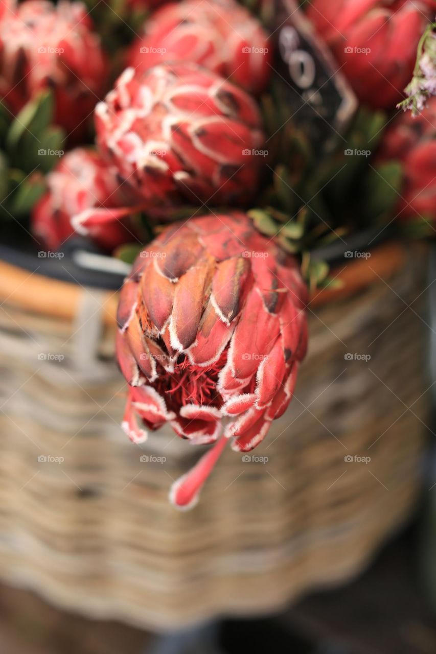 Protea Susanna 