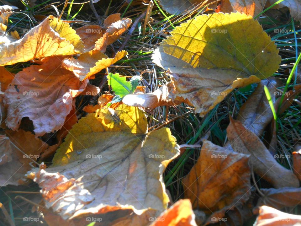 Fall, Leaf, Maple, Descending, Season