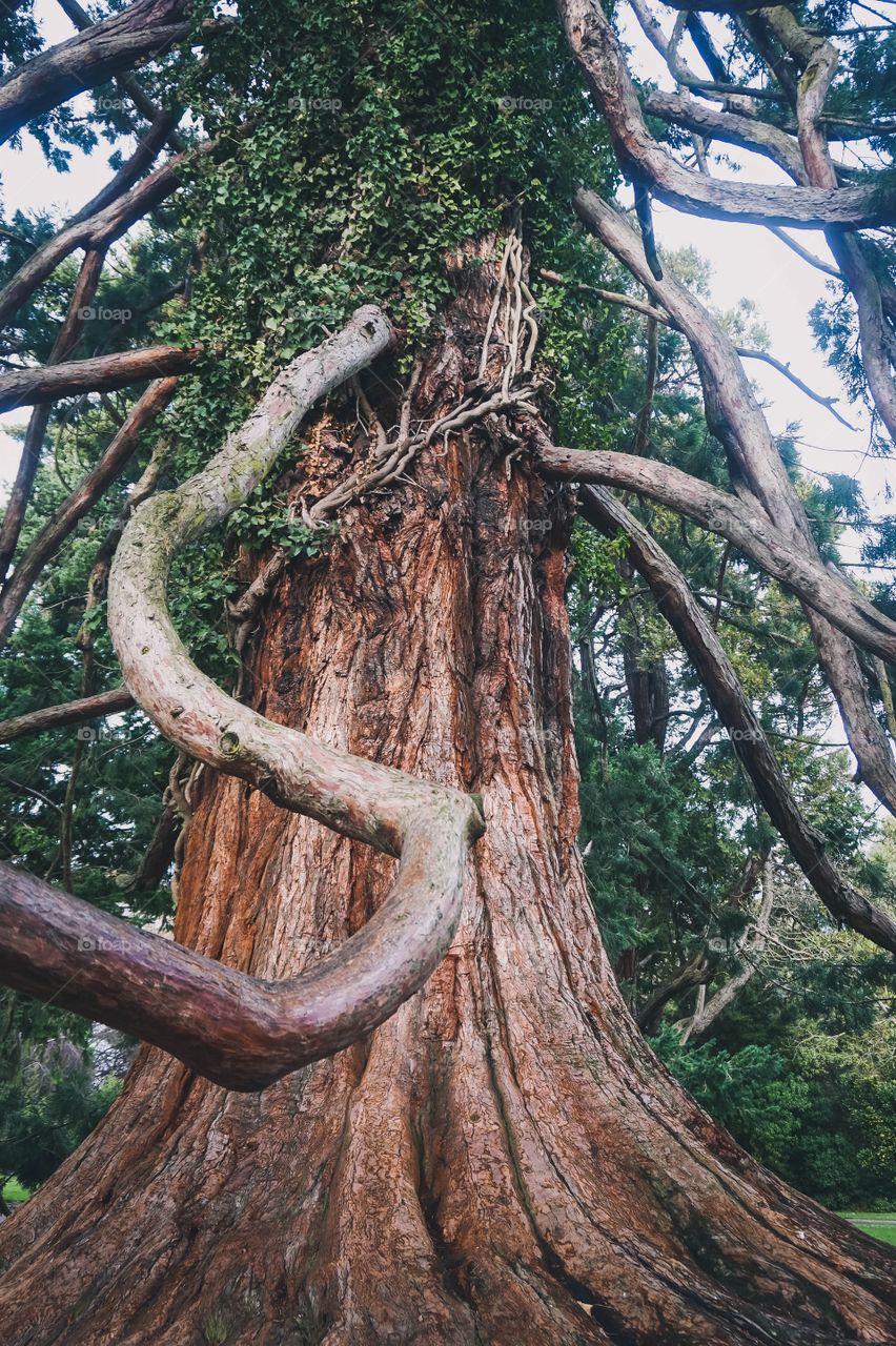 Crooked branch of a giant redwood tree at Christchurch Botanic Gardens, New Zealand 