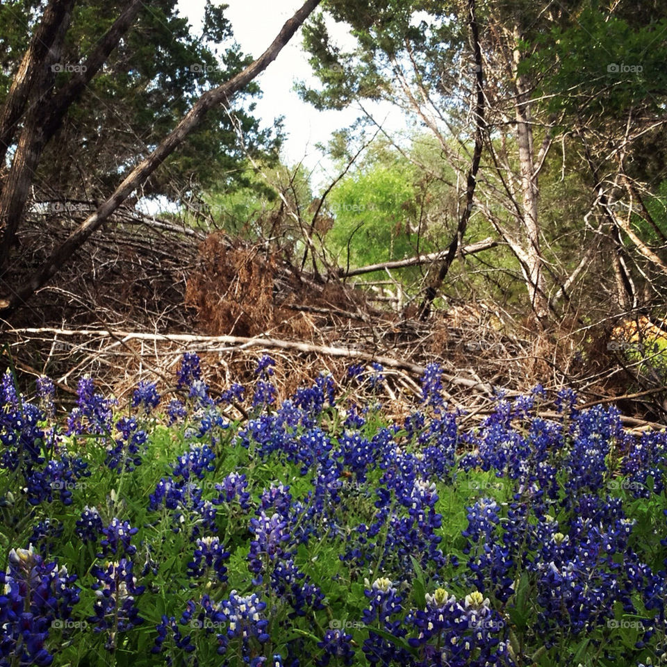 woods wildflowers bluebonnets by 0831katie