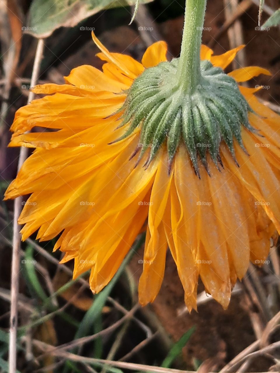 winter garden after frosty night - damaged yellow marigold flower