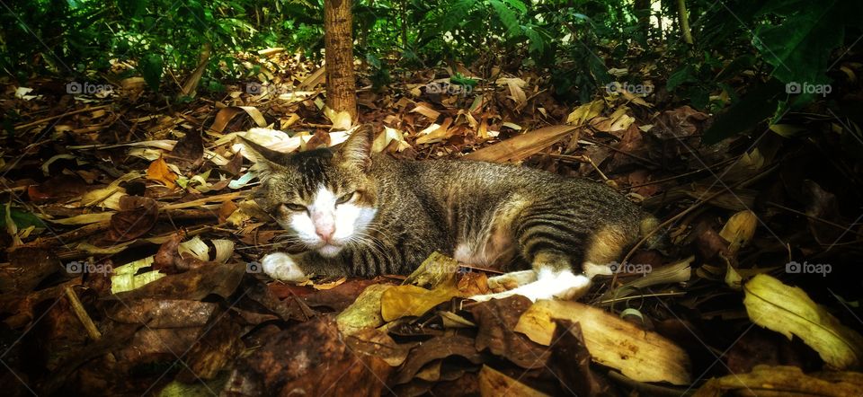 Cat resting on dry leaves in garden.