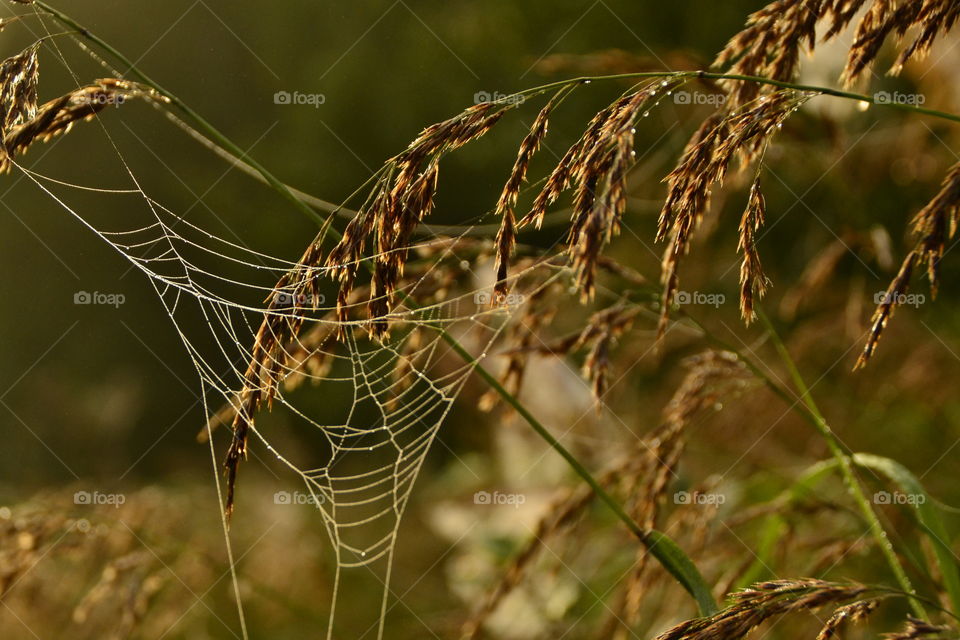 Water drop on spider web