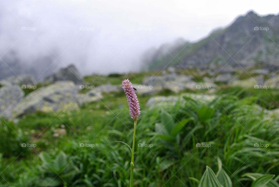 Close-up of wildflower