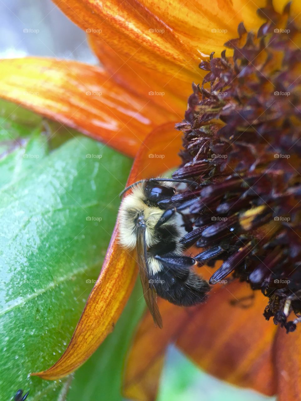 Bee in search of pollen