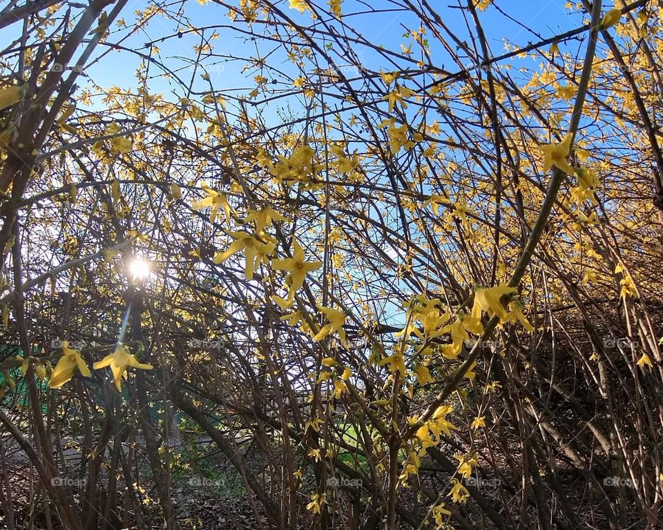 cespuglio pianta fiorita