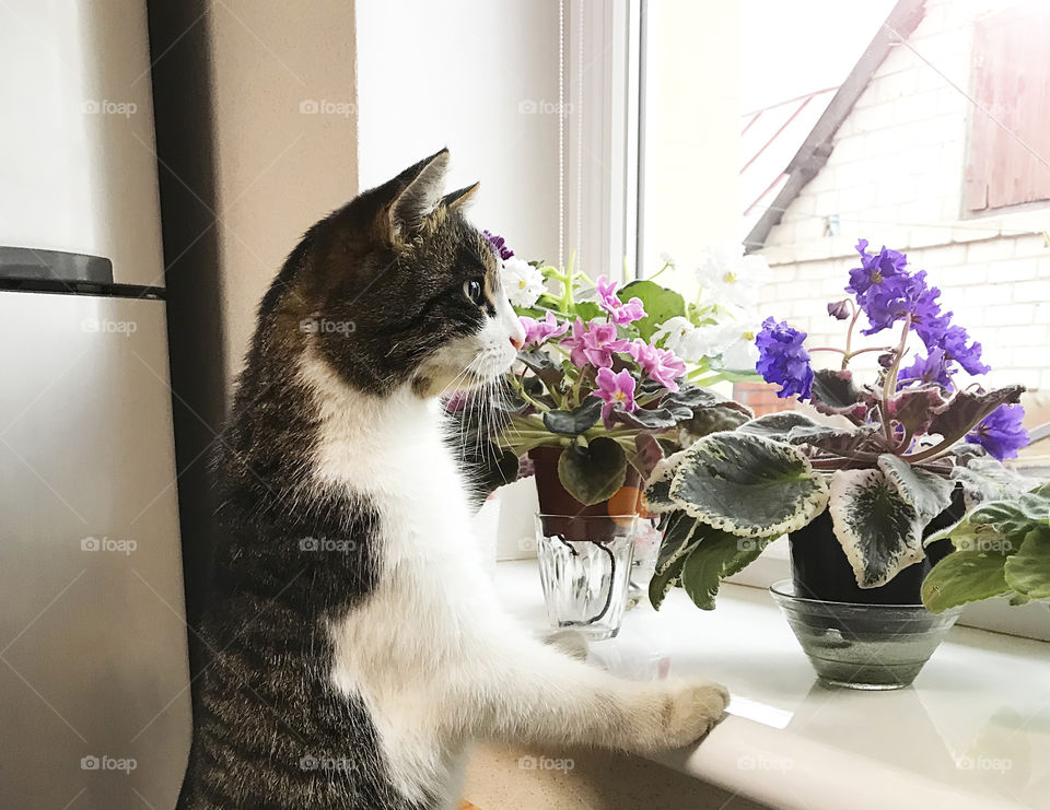 Cute domestic cat watching through the window with house plants