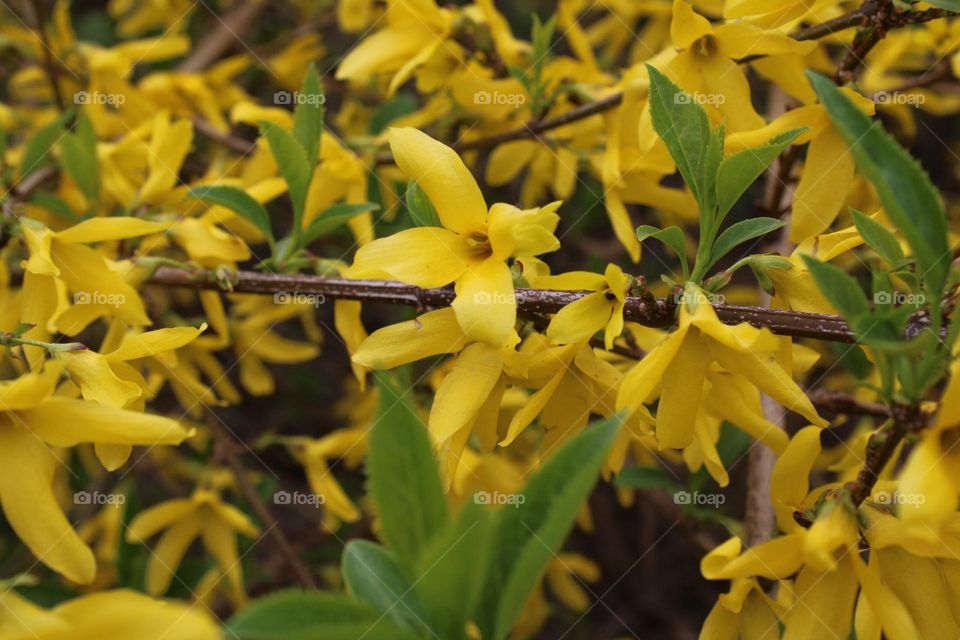 Yellow flowers 💛