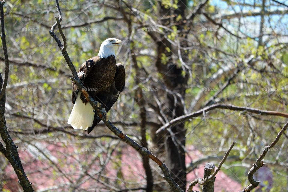 Bald Eagle in a Tree