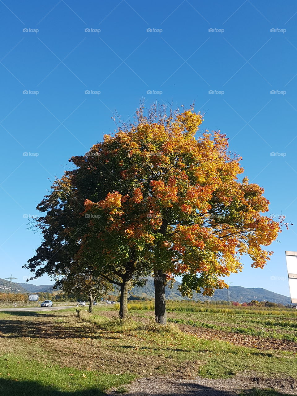 Herbstbaum