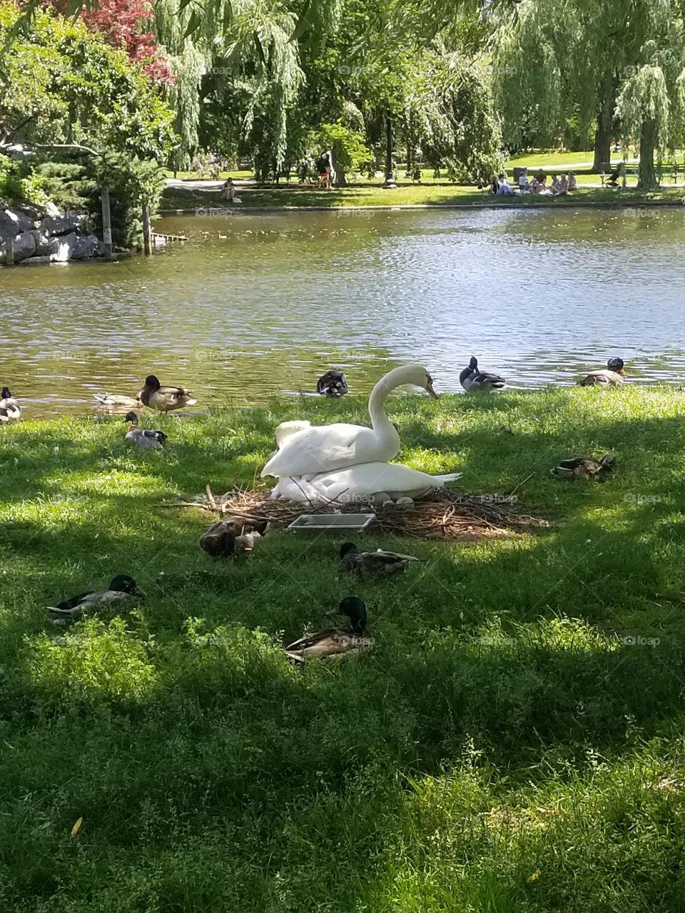 public garden