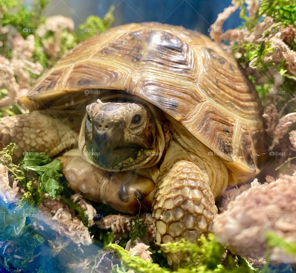 Tank the Tortoise up close 