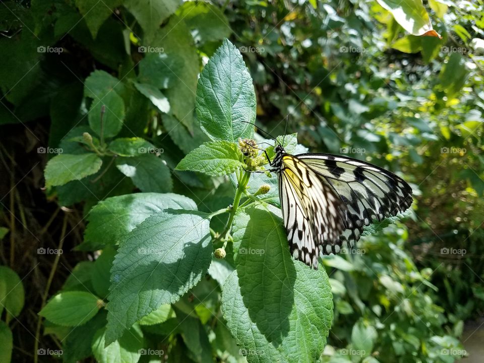 beautiful majestic butterfly