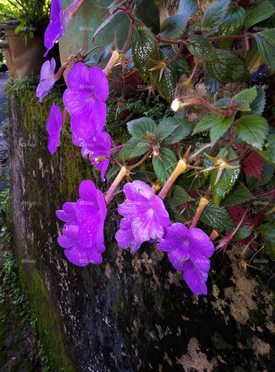 Purple Flowers