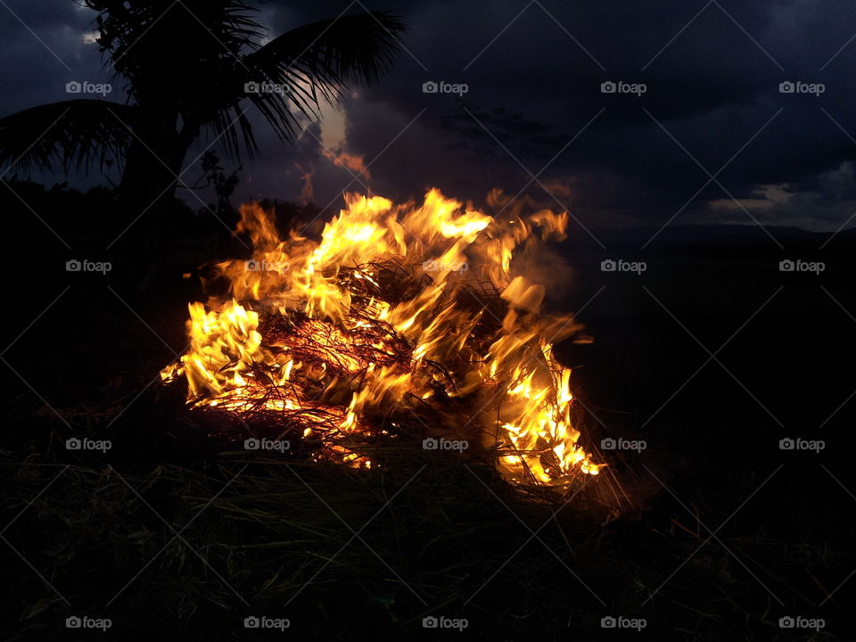 Flame, Tree, No Person, Sunset, Evening