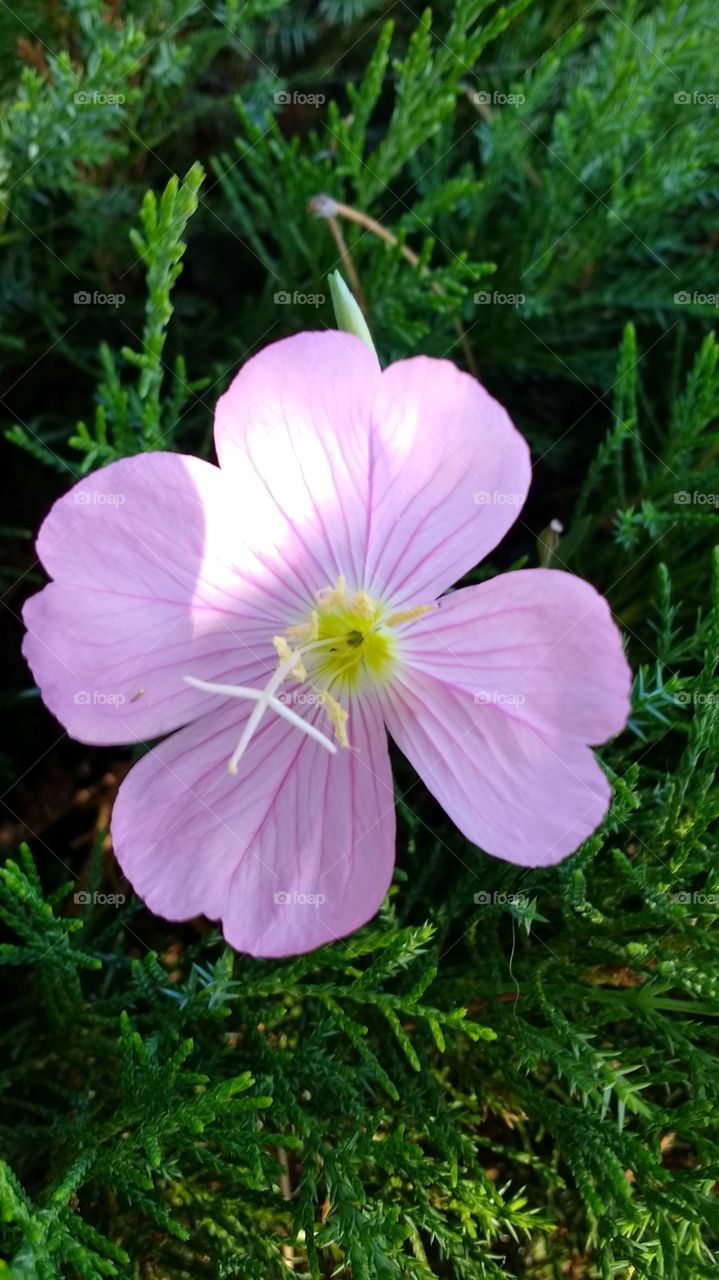 closeup of lilac flower