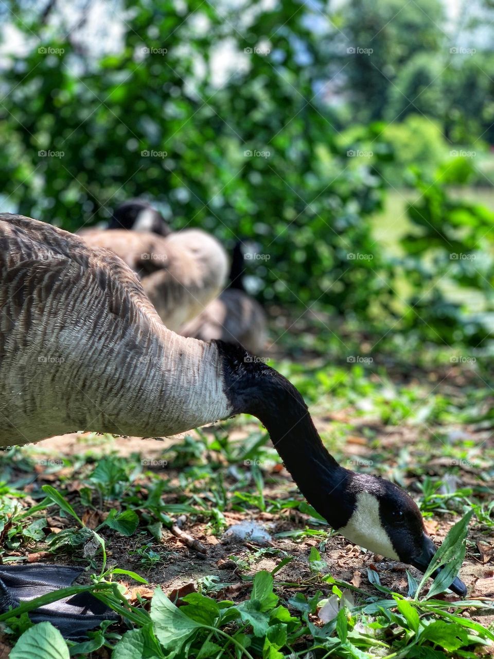 The ducks searching for food