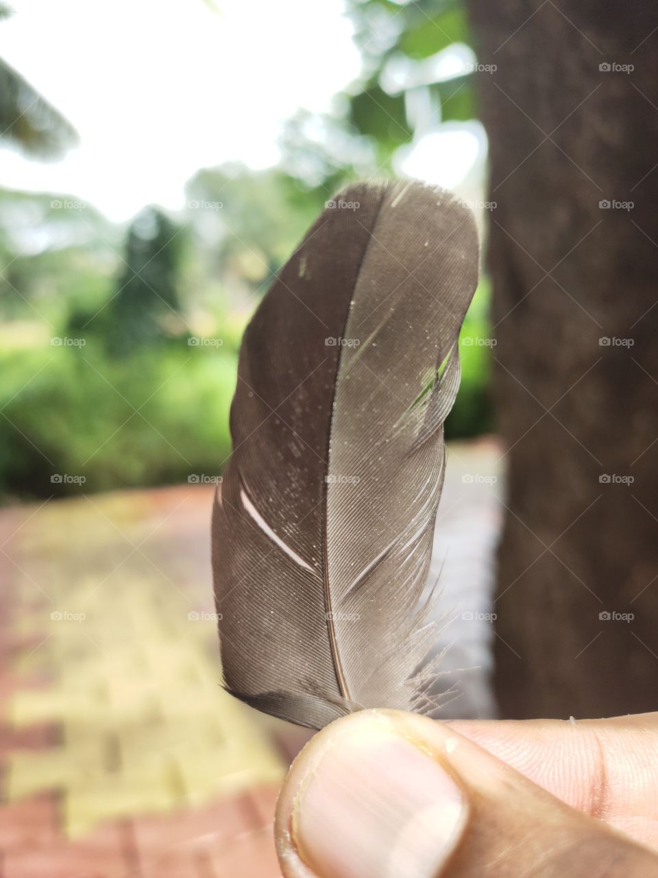 👁️👁️👁️📷📷
Natural Beauty
Feather of Pigeon.
🕊️🕊️