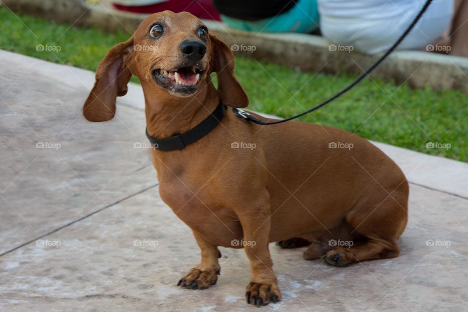 Dachshund