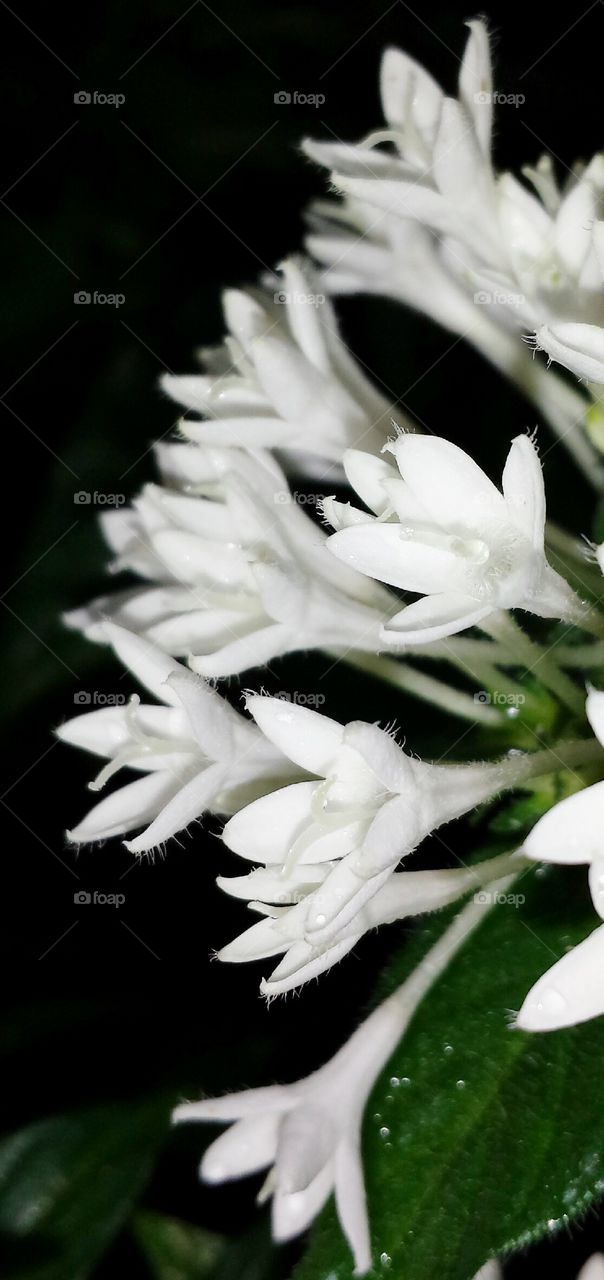 white flowers
