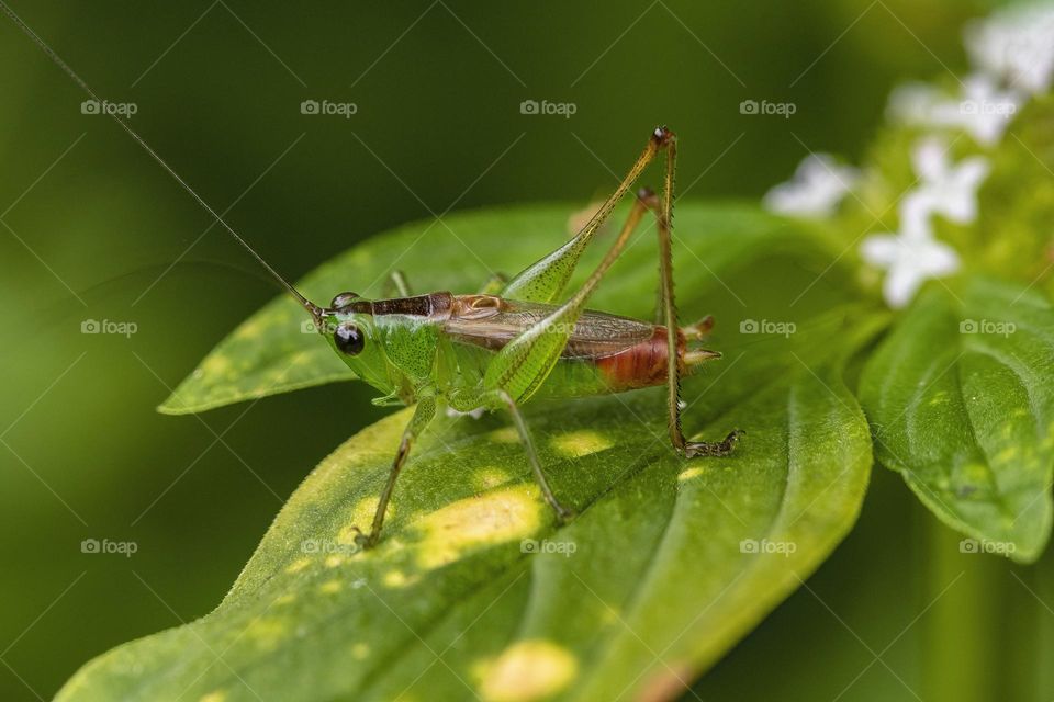 Grasshopper on green leaf in nature.Close up
