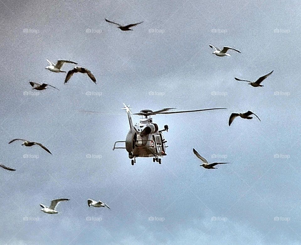 helicopter and seagulls in Trouville